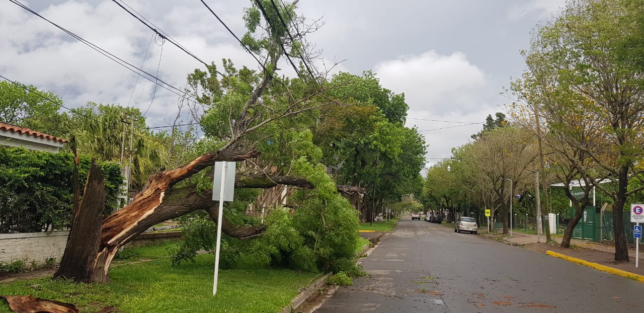 Lo que dejó el fuerte temporal en Funes: árboles caídos, ramas y cortes de luz 